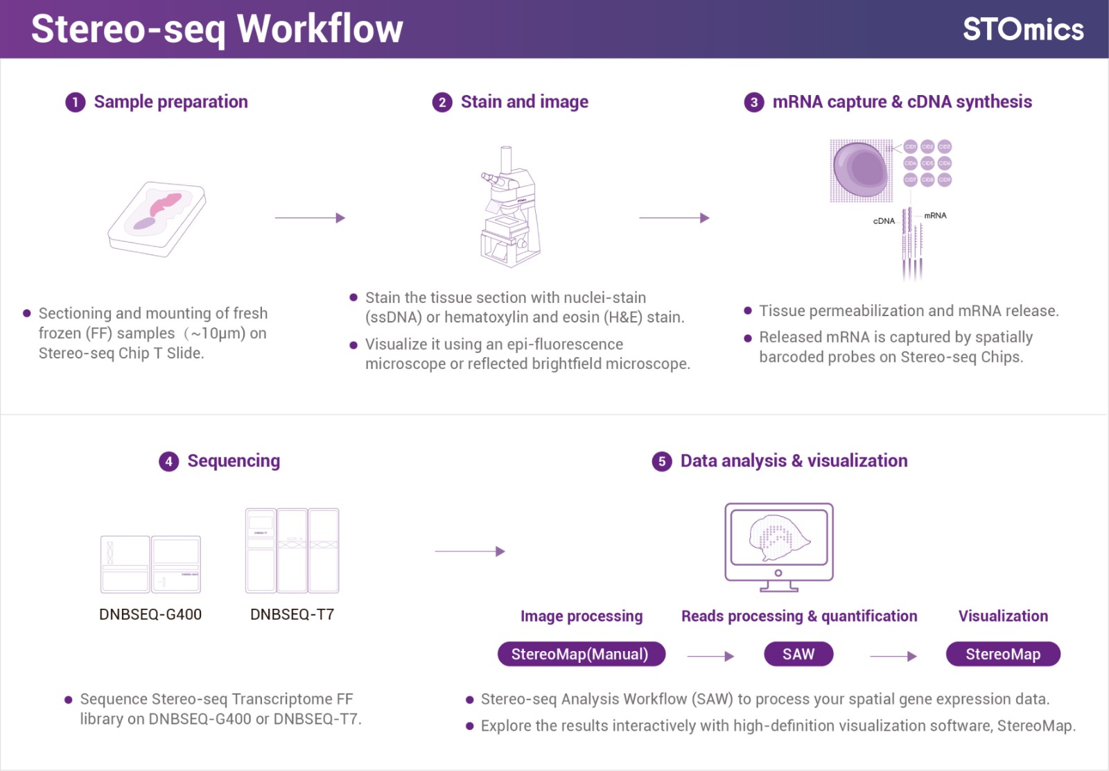 Stereo-seq workflow (Fresh Frozen)